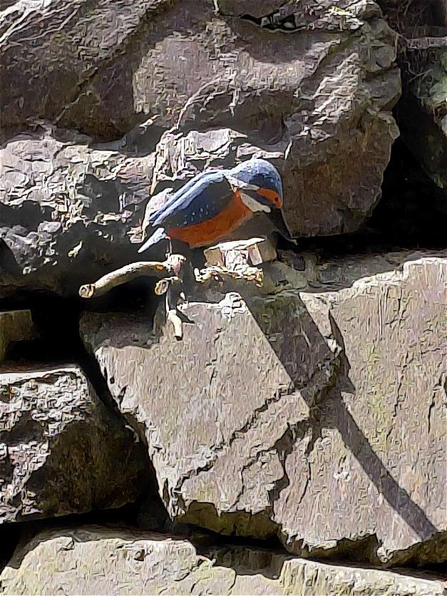 Eisvogel